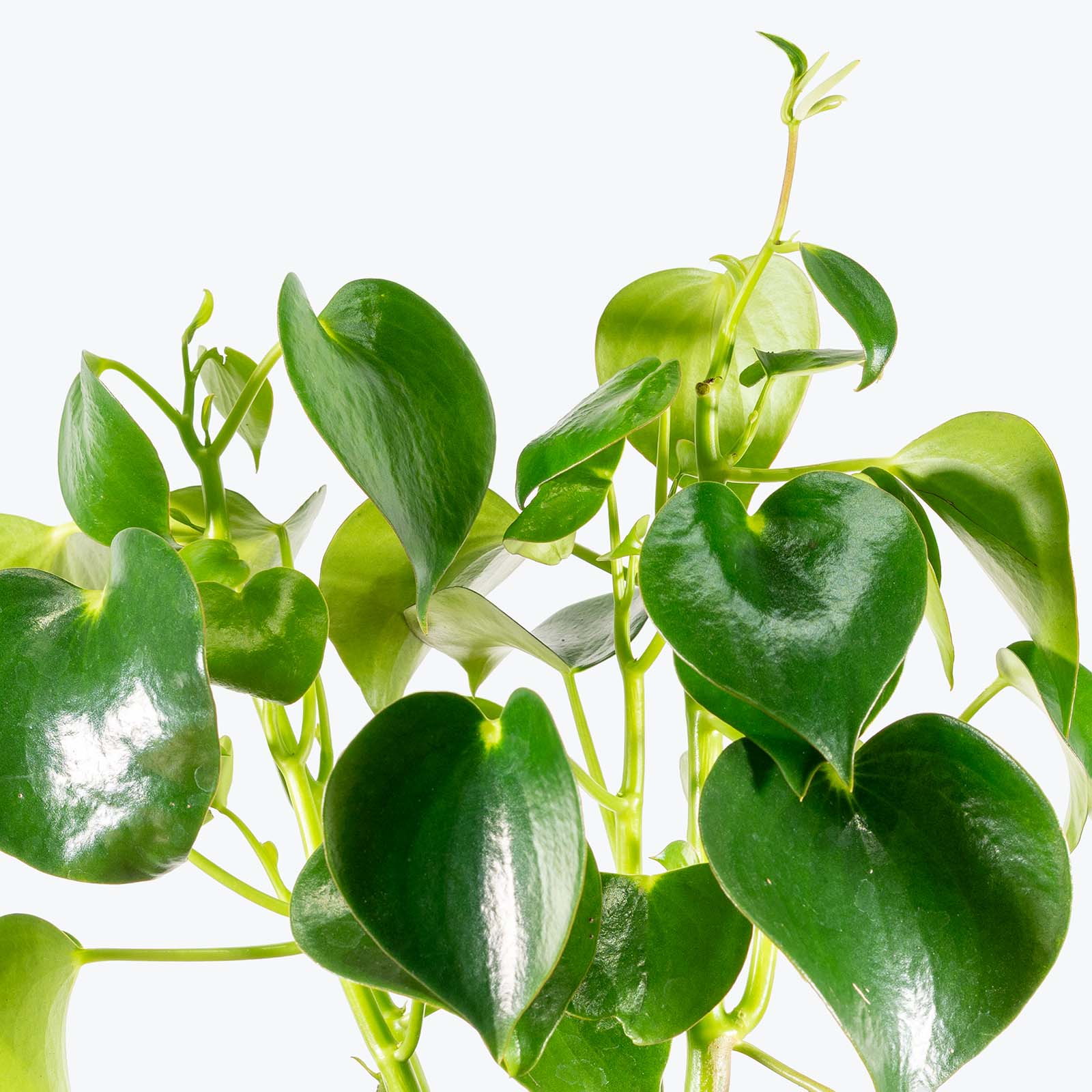 Peperomia Raindrop | Care Guide and Pro Tips - Delivery from Toronto across Canada - JOMO Studio