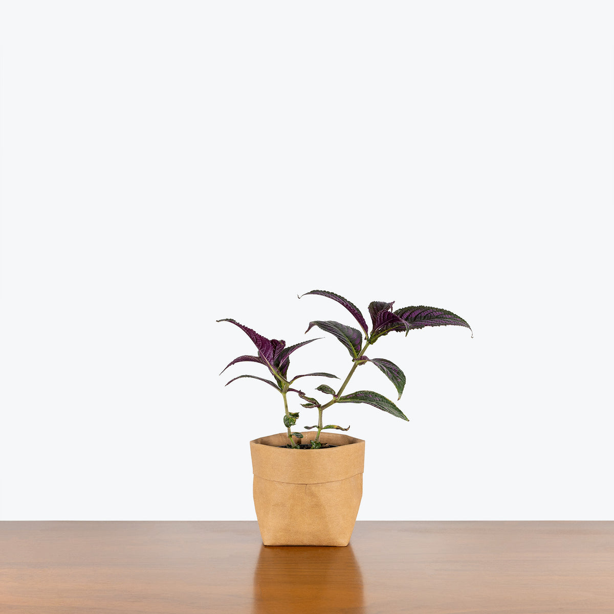 persian shield plant indoors Persian Shield - Strobilanthes dyerianus - House Plants Delivery Toronto