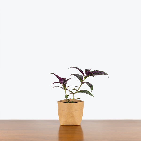 Persian Shield