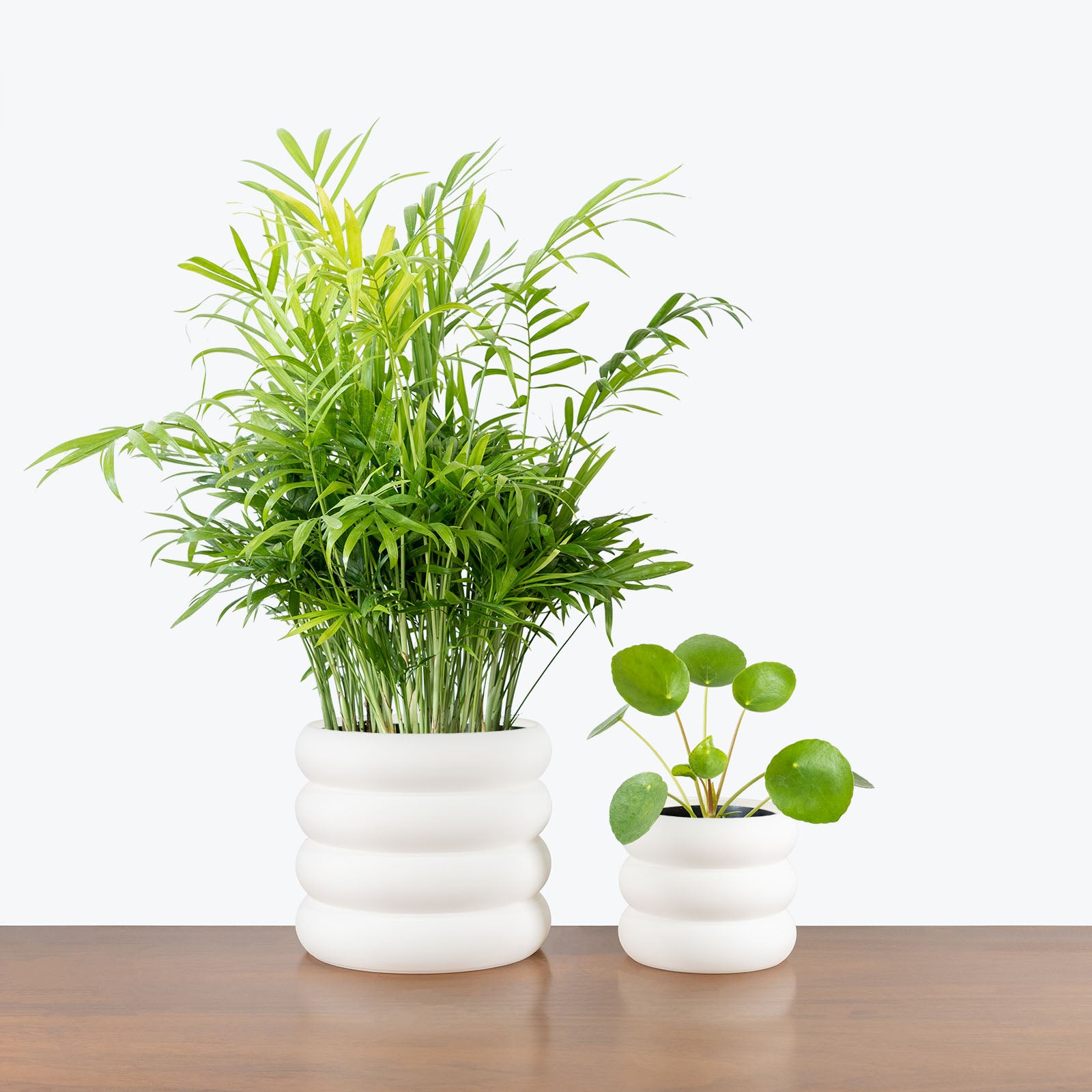 Pet Friendly Duo in 3D Printed Eco Friendly Donut White Planter - House Plants Delivery Toronto - JOMO Studio #planter_donut planter