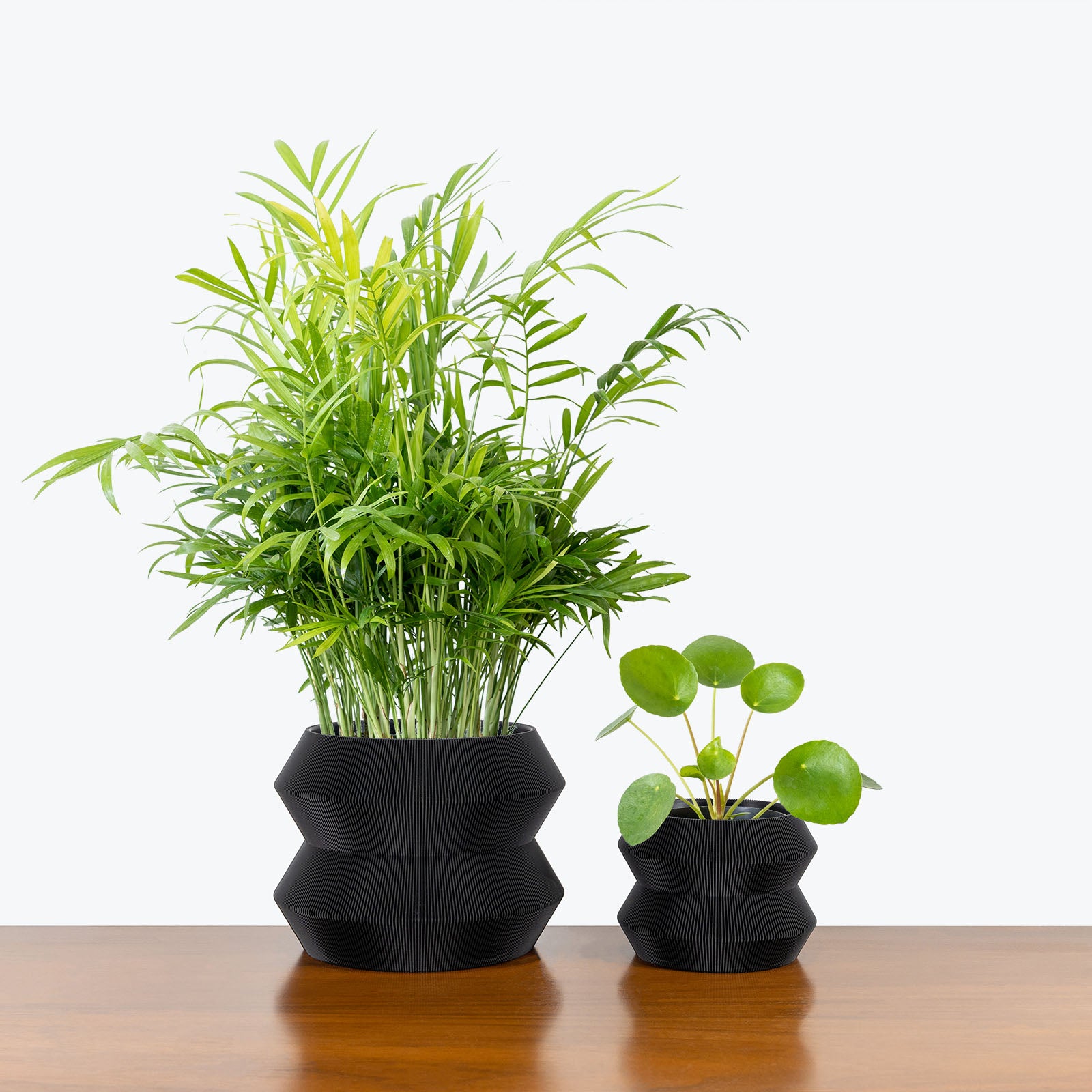 Pet Friendly Duo in 3D Printed Eco Friendly Geo Black Planter - House Plants Delivery Toronto - JOMO Studio #planter_geo planter