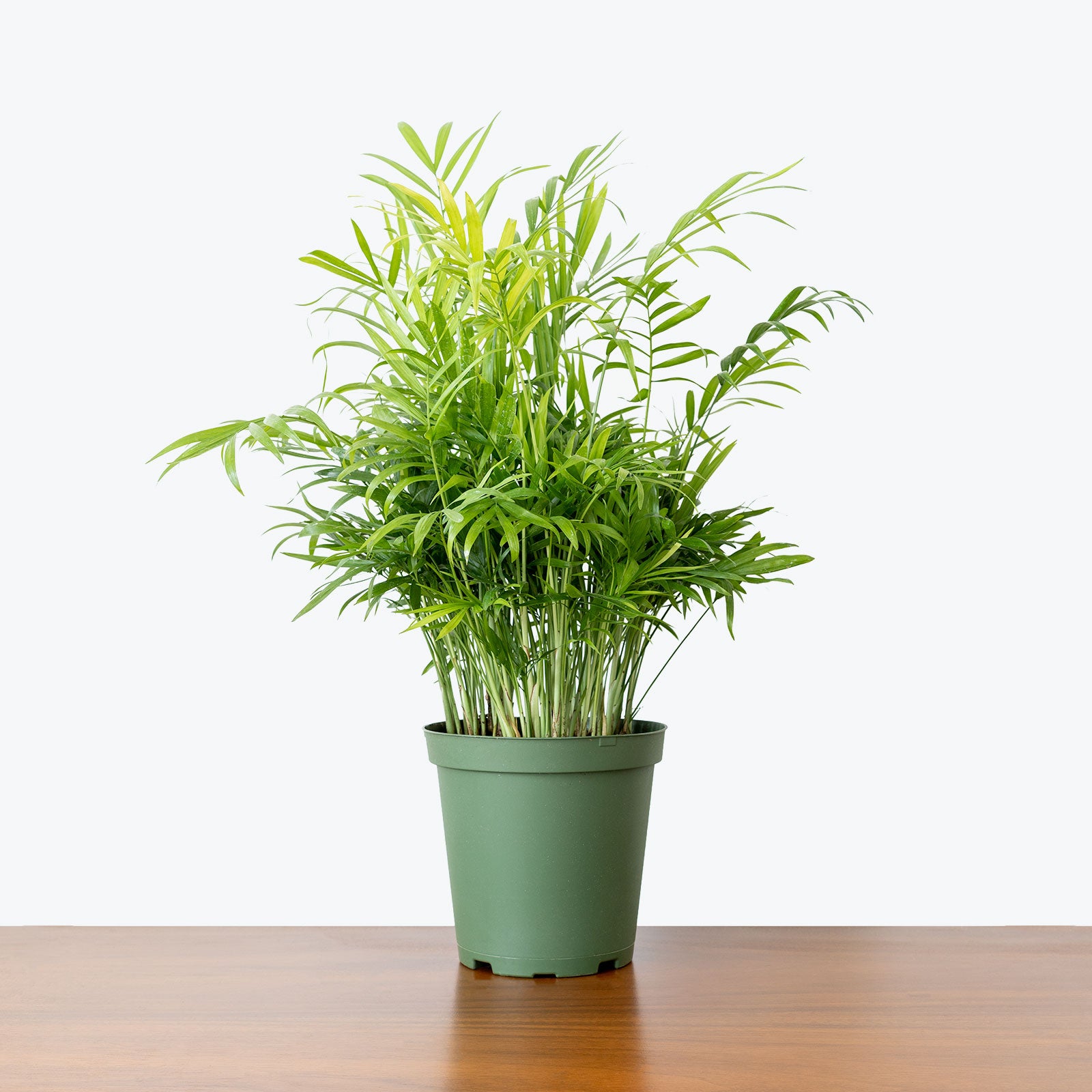 Pet Friendly Duo Parlor Palm in 3D Printed Eco Friendly Planter - House Plants Delivery Toronto - JOMO Studio