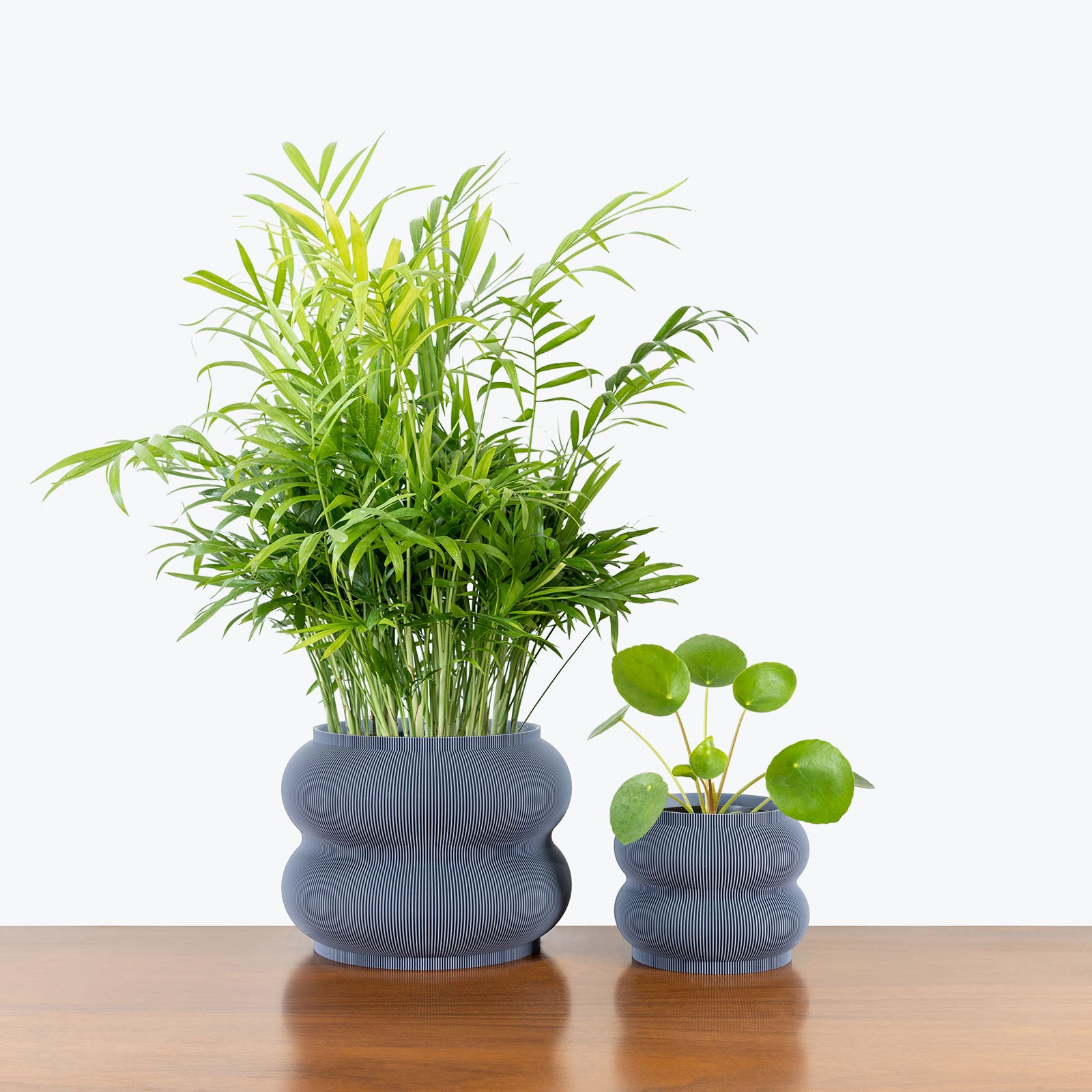 Pet Friendly Duo in 3D Printed Eco Friendly Peanut Grey Planter - House Plants Delivery Toronto - JOMO Studio #planter_peanut planter