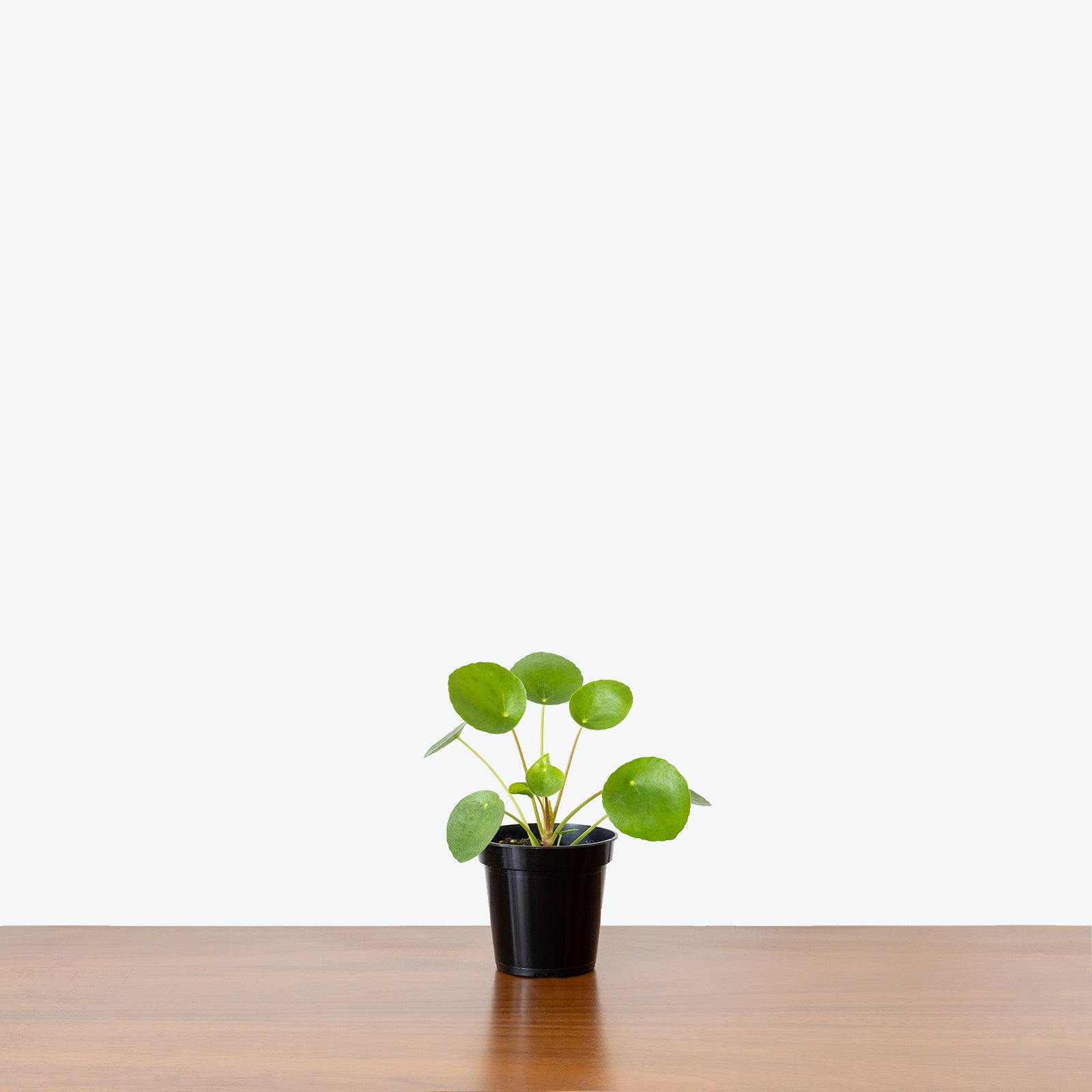Pet Friendly Duo Pilea Peperomioides in 3D Printed Eco Friendly Planter - House Plants Delivery Toronto - JOMO Studio