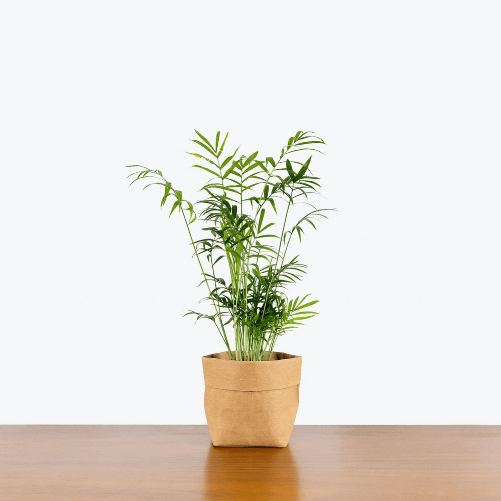 Indoor House Plant Delivery From Toronto Across Canada JOMO Studio