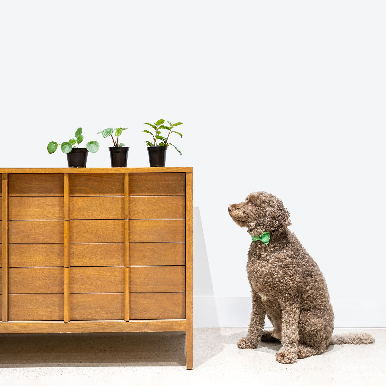 Pet Friendly Mystery Box - House Plants Delivery Toronto - JOMO Studio