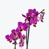 Phalaenopsis Orchid — Dark Purple / 5" Pot