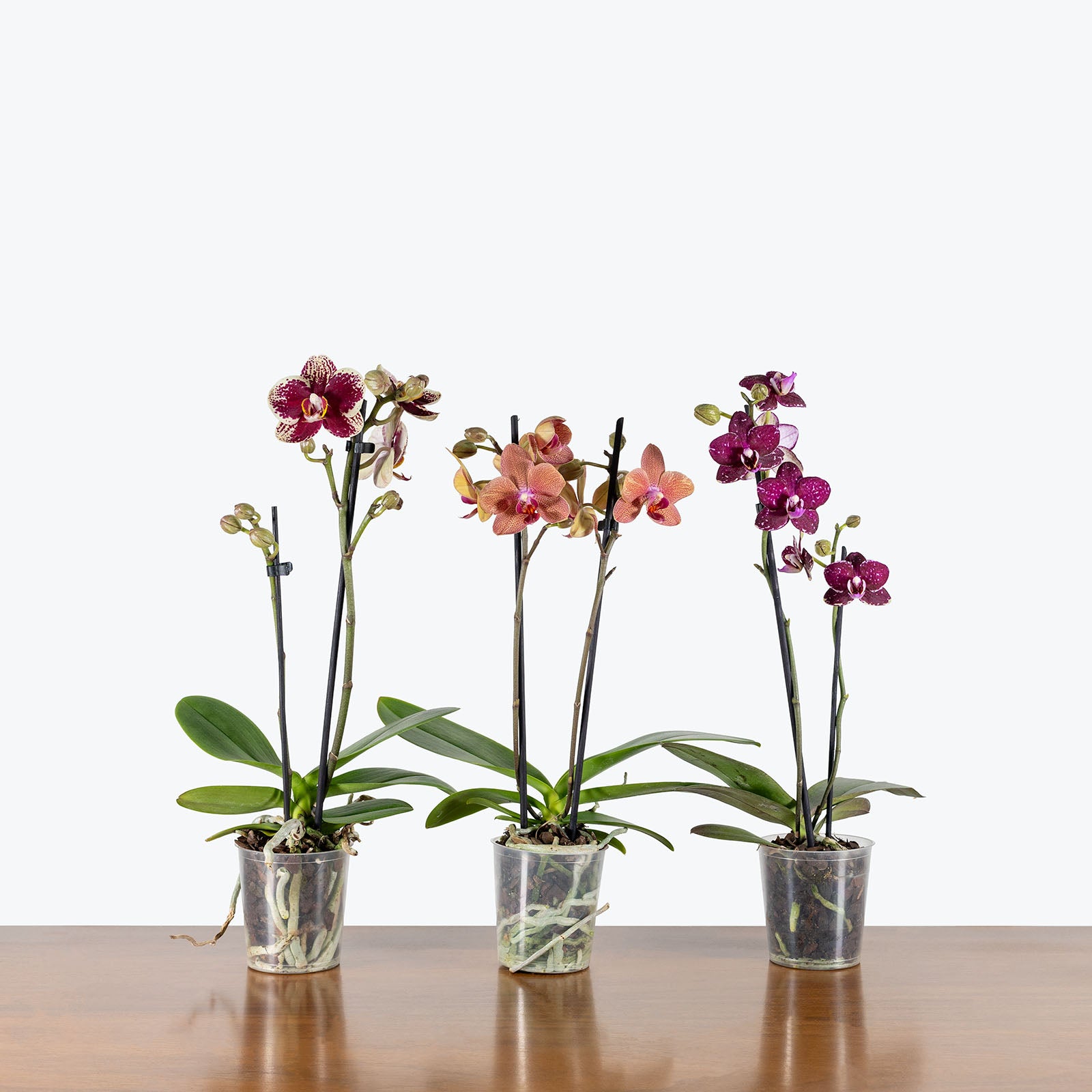 Phalaenopsis Orchid | Care Guide and Pro Tips - Delivery from Toronto across Canada - JOMO Studio