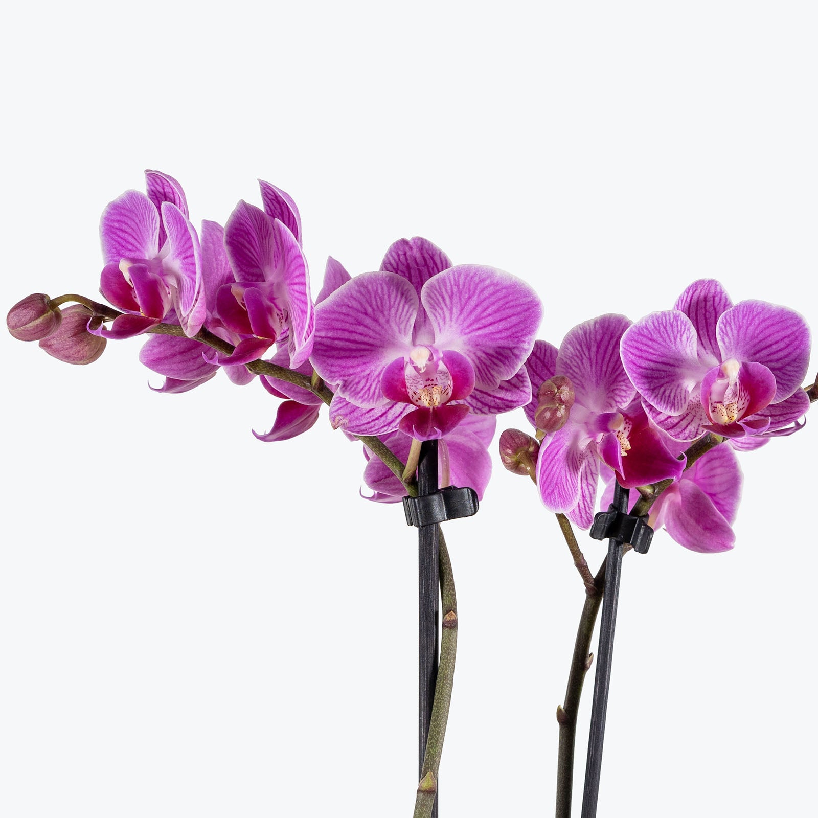 Phalaenopsis Orchid | Care Guide and Pro Tips - Delivery from Toronto across Canada - JOMO Studio