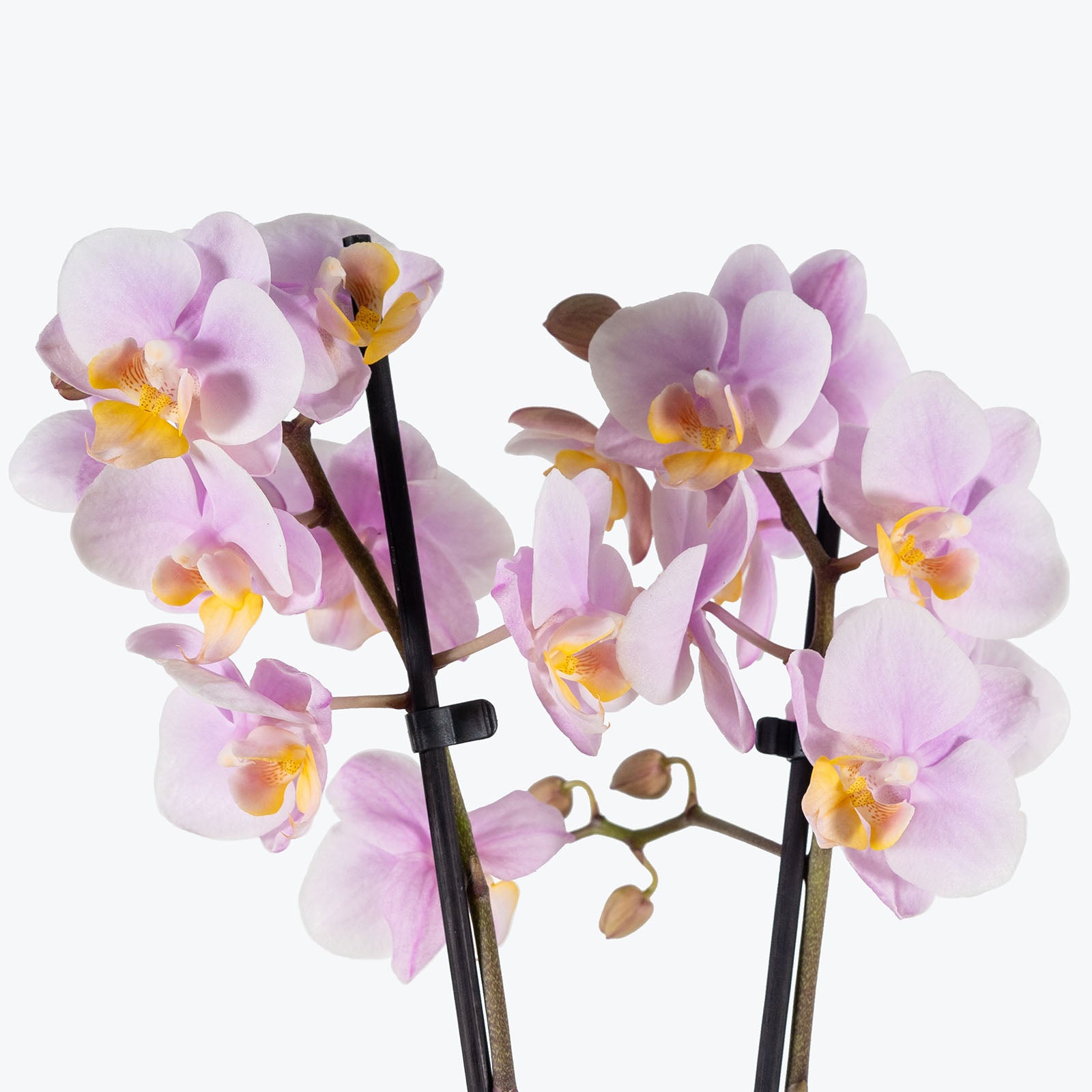 Phalaenopsis Orchid | Care Guide and Pro Tips - Delivery from Toronto across Canada - JOMO Studio