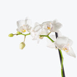 Phalaenopsis Orchid — White / 5" Pot