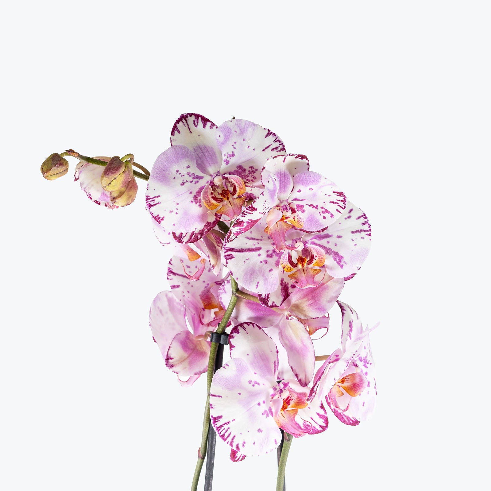 Phalaenopsis Orchid