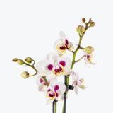Phalaenopsis Orchid — White Purple Center / 5" Pot