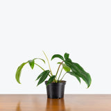 Philodendron 69686 Bette Waterbury — 6" Pot