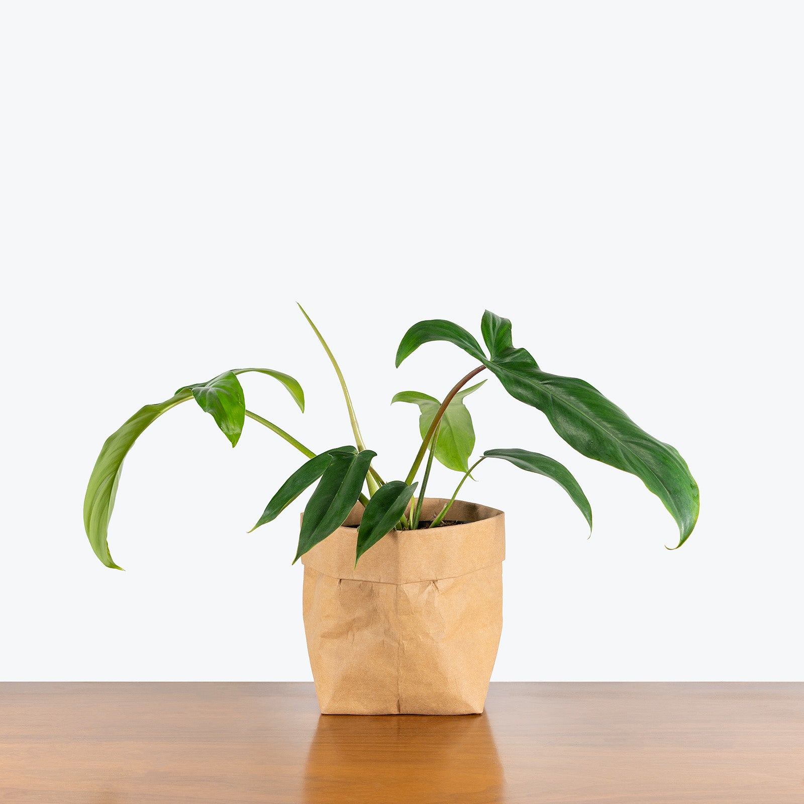 Philodendron 69686 Bette Waterbury | Care Guide and Pro Tips - Delivery from Toronto across Canada - JOMO Studio