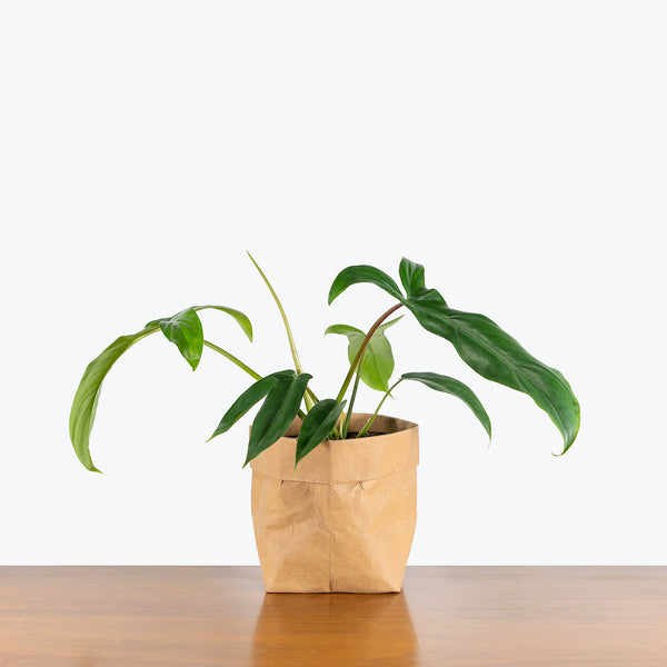 philodendron 69686 care Philodendron 69686 Bette Waterbury | Care Guide and Pro Tips - Delivery from Toronto across Canada
