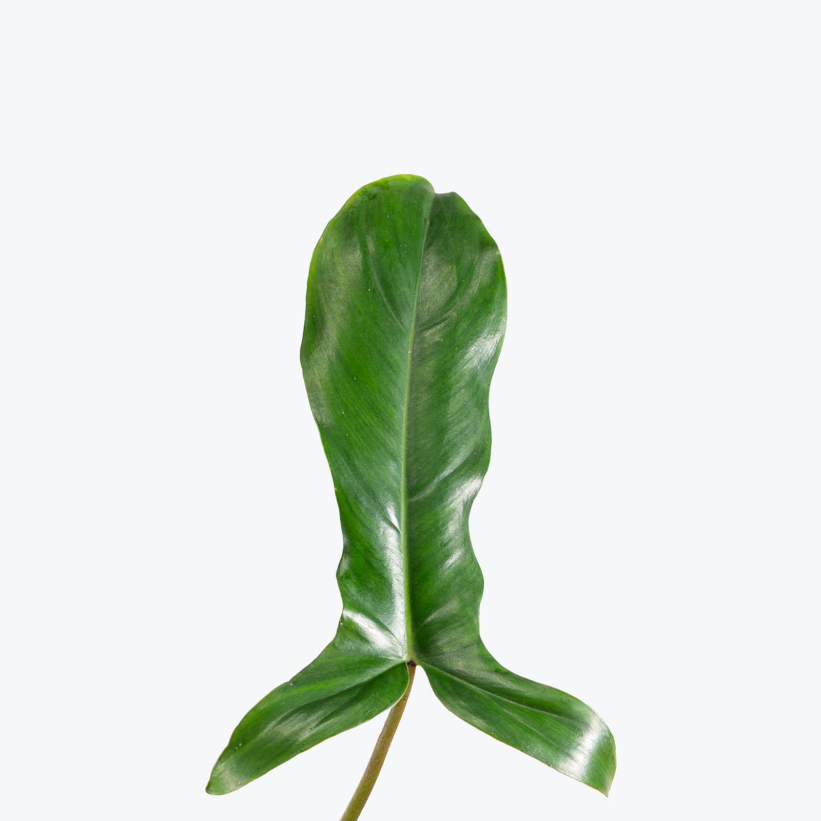 Philodendron 69686 Bette Waterbury | Care Guide and Pro Tips - Delivery from Toronto across Canada - JOMO Studio