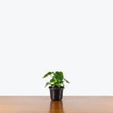 Philodendron Atom — 4" Pot