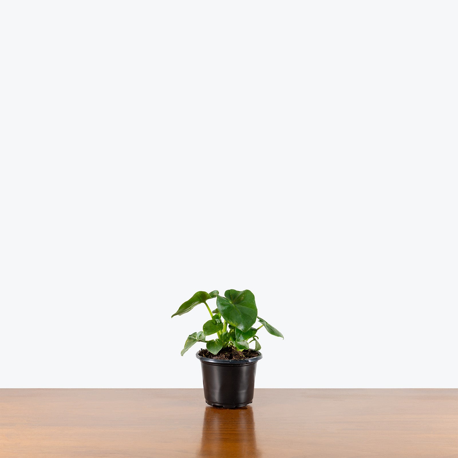 Philodendron Atom | Care Guide and Pro Tips - Delivery from Toronto across Canada - JOMO Studio
