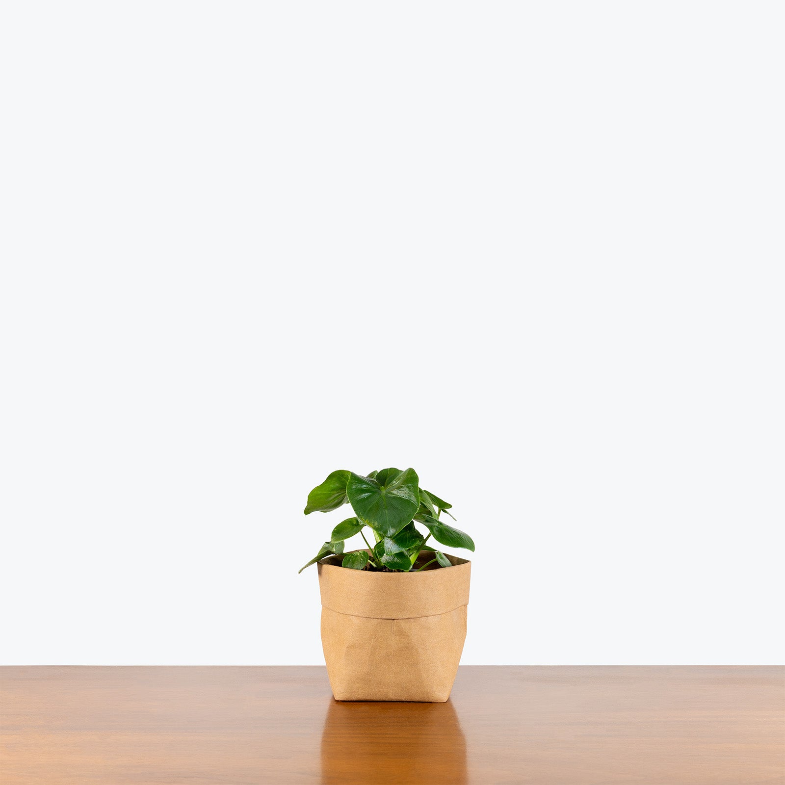Philodendron Atom | Care Guide and Pro Tips - Delivery from Toronto across Canada - JOMO Studio