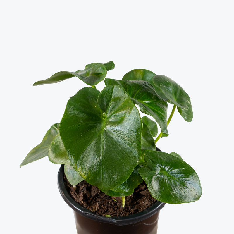 Philodendron Atom | Care Guide and Pro Tips - Delivery from Toronto across Canada - JOMO Studio