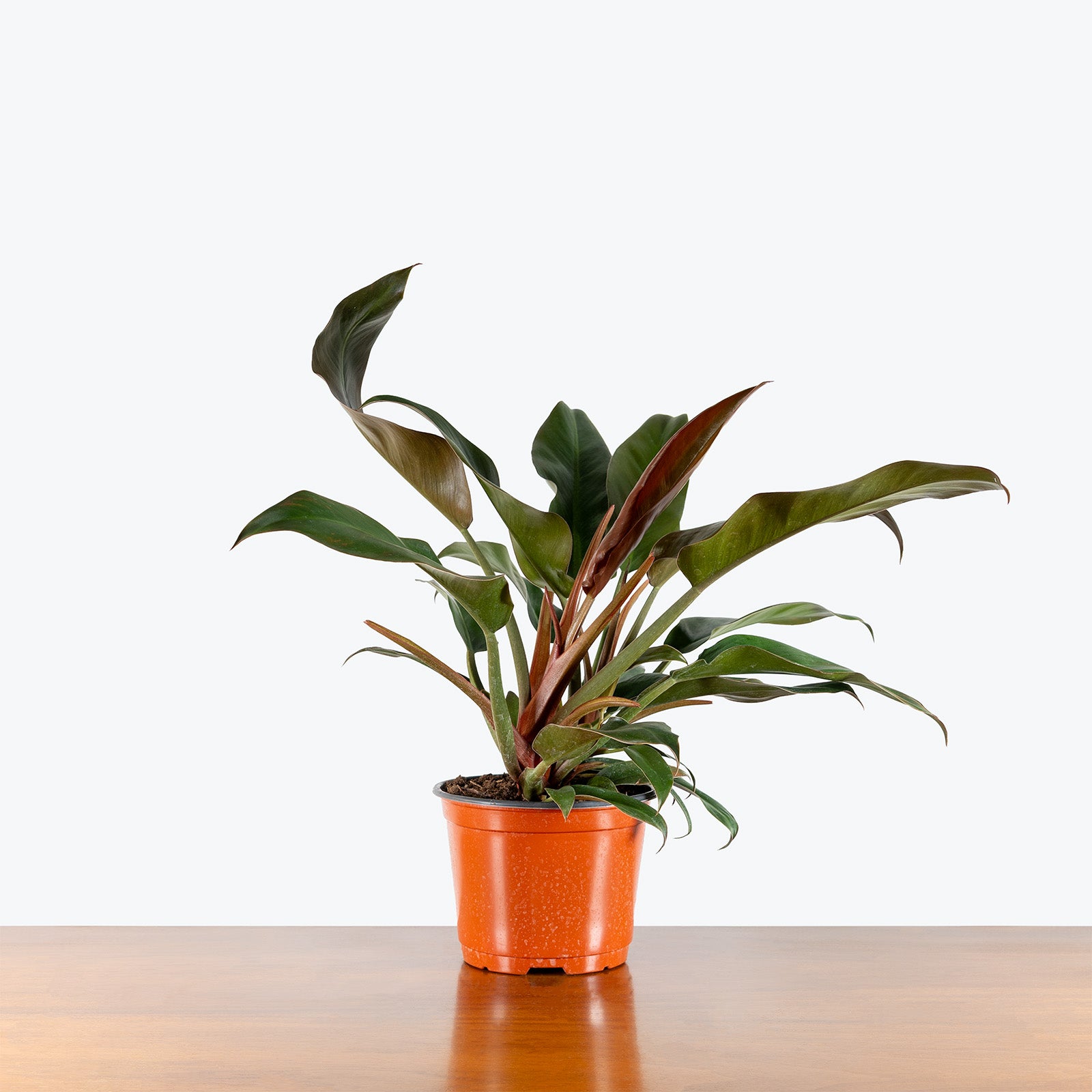 Philodendron Autumn | Care Guide and Pro Tips - Delivery from Toronto across Canada - JOMO Studio