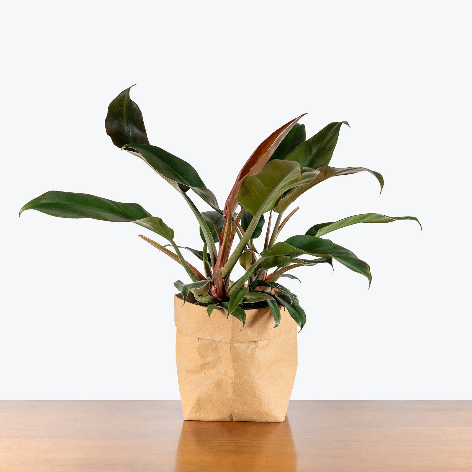 Philodendron Autumn | Care Guide and Pro Tips - Delivery from Toronto across Canada - JOMO Studio