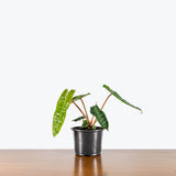 Philodendron Billietiae — 6" Pot