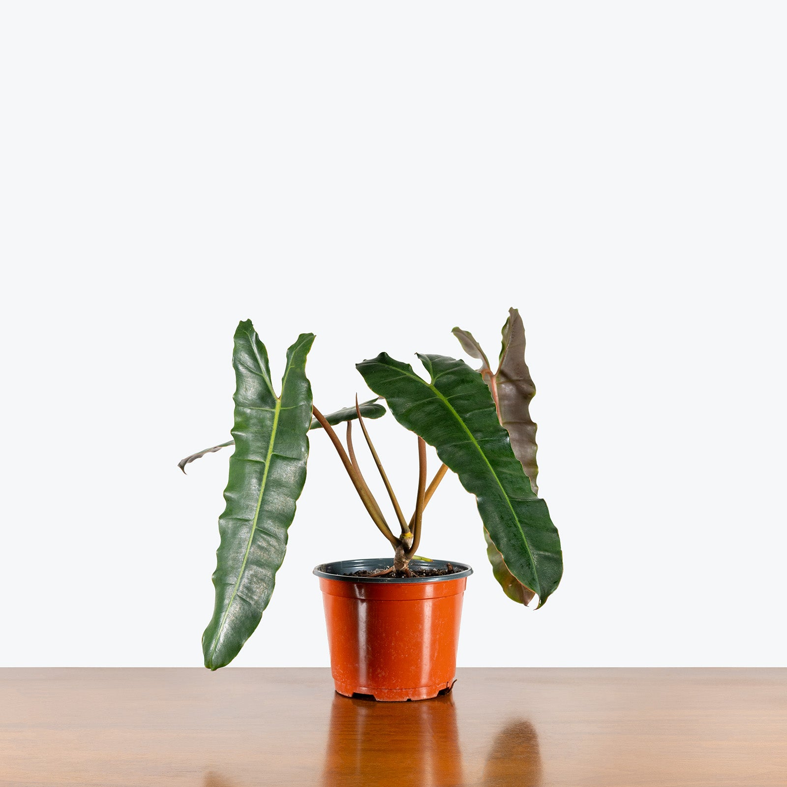 Philodendron Billietiae Black Form | Care Guide and Pro Tips - Delivery from Toronto across Canada - JOMO Studio