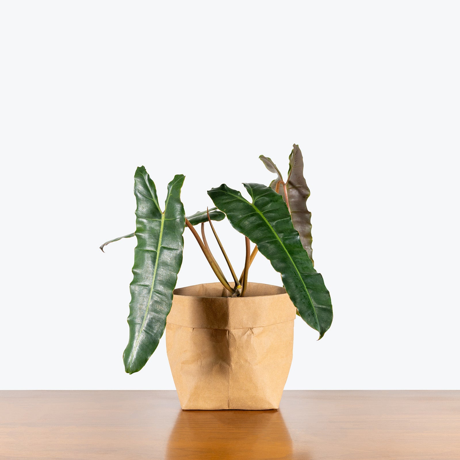 Philodendron Billietiae Black Form | Care Guide and Pro Tips - Delivery from Toronto across Canada - JOMO Studio