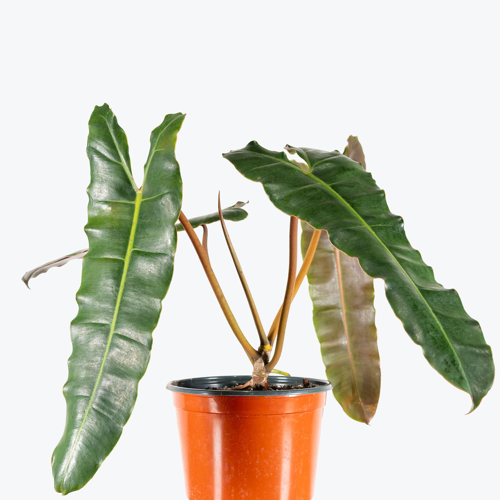 Philodendron Billietiae Black Form | Care Guide and Pro Tips - Delivery from Toronto across Canada - JOMO Studio