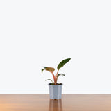 Philodendron Birkin Pink — 4" Pot