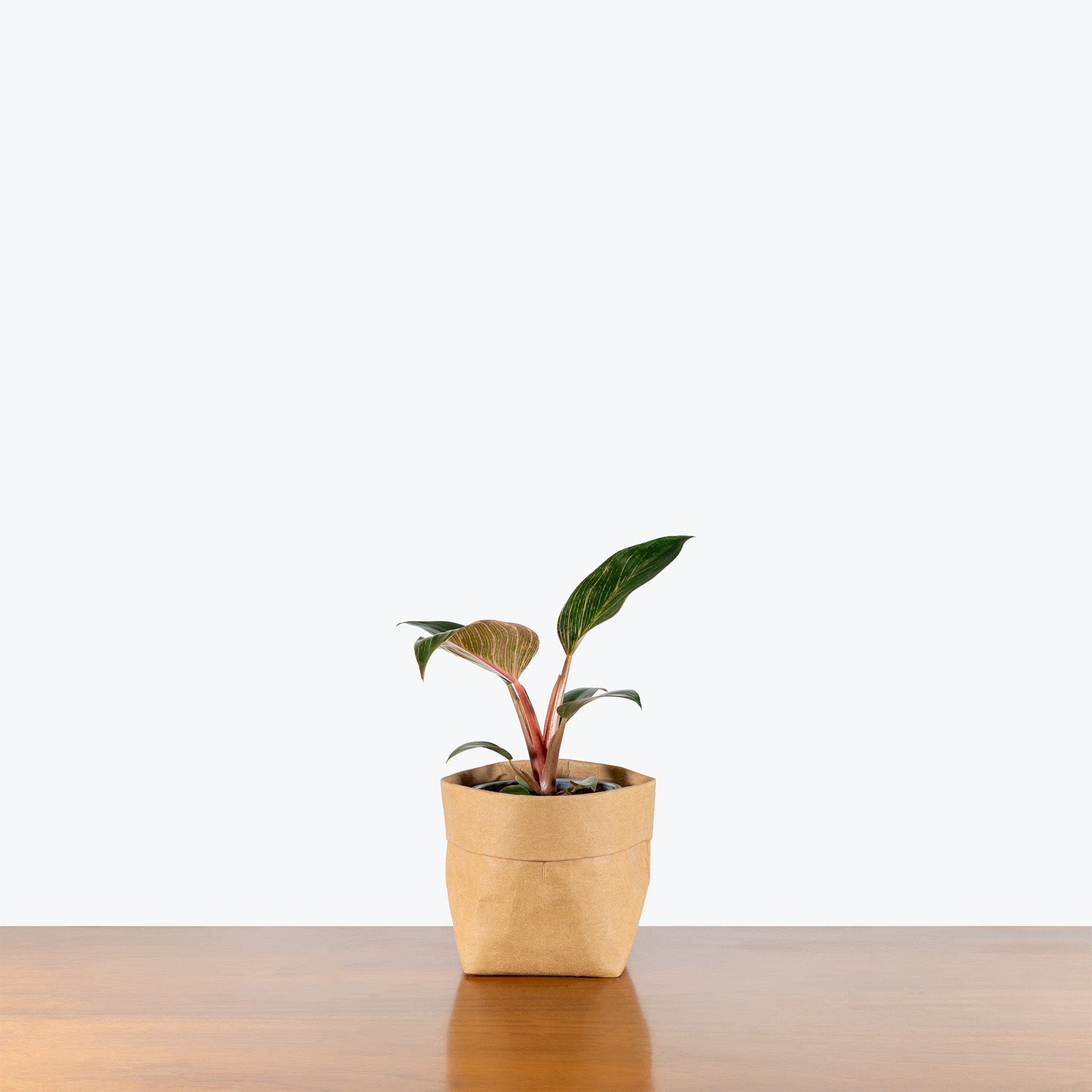 Philodendron Birkin Pink | Care Guide and Pro Tips - Delivery from Toronto across Canada - JOMO Studio