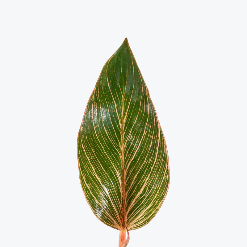 Philodendron Birkin Pink
