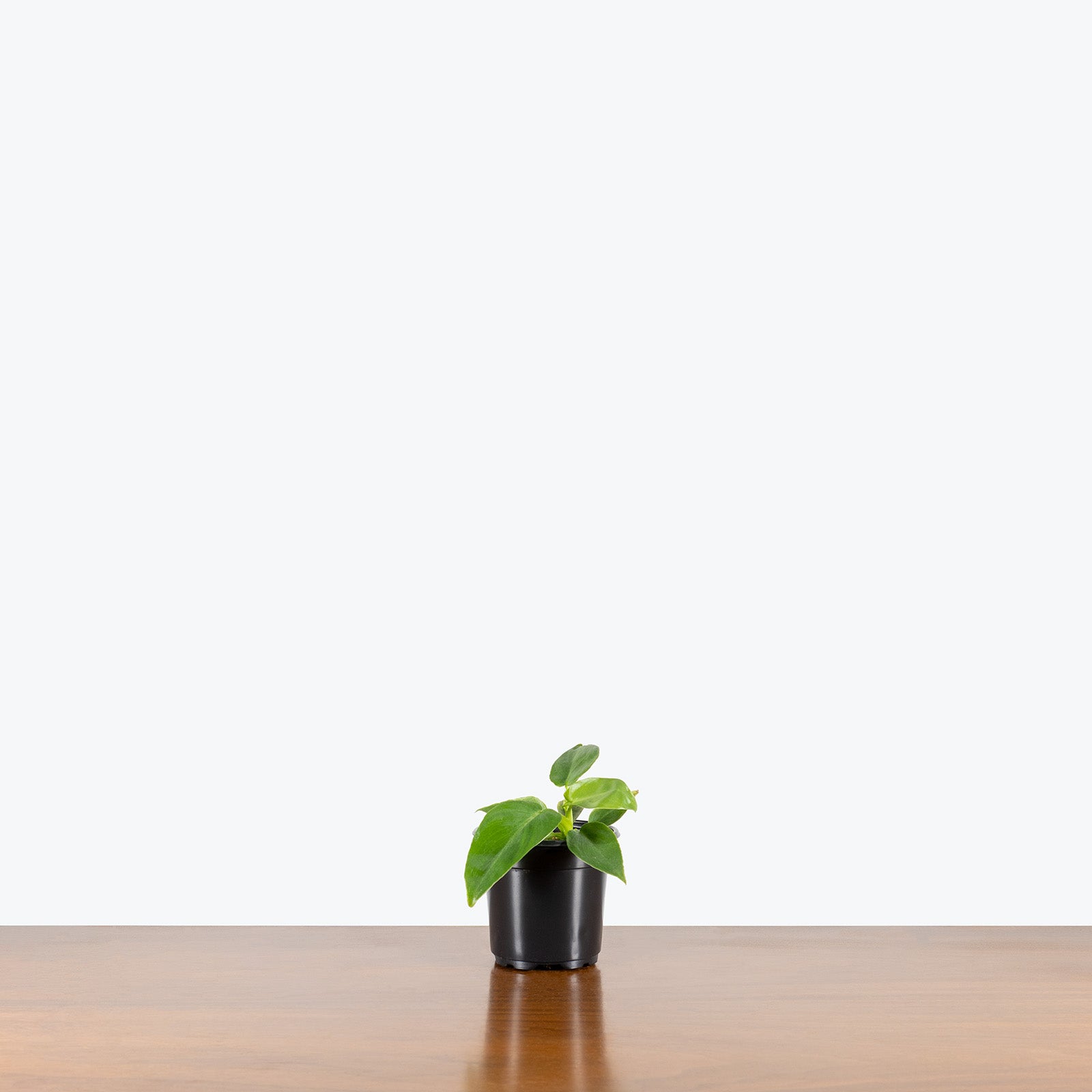 Philodendron Bob Cee | Care Guide and Pro Tips - Delivery from Toronto across Canada - JOMO Studio