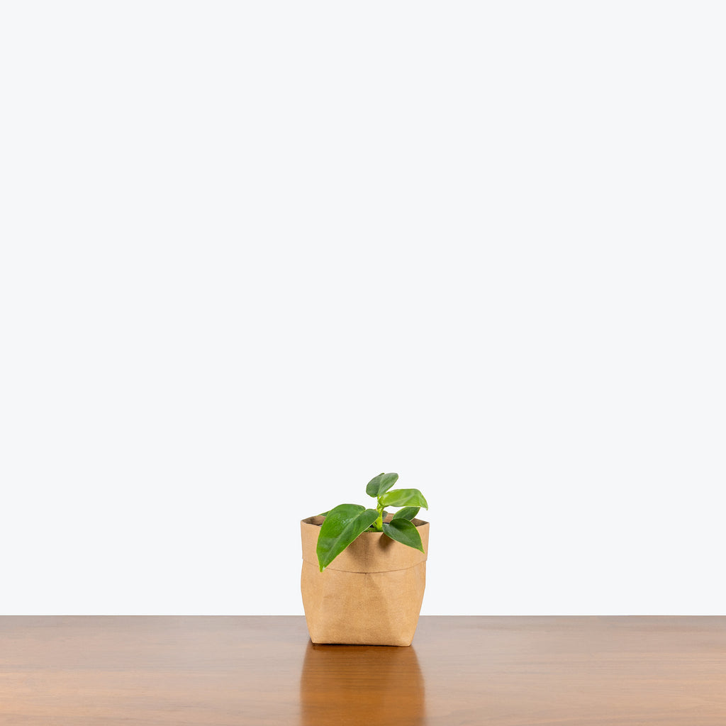 philodendron bob cee care Philodendron Bob Cee | Care Guide and Pro Tips - Delivery from Toronto across Canada