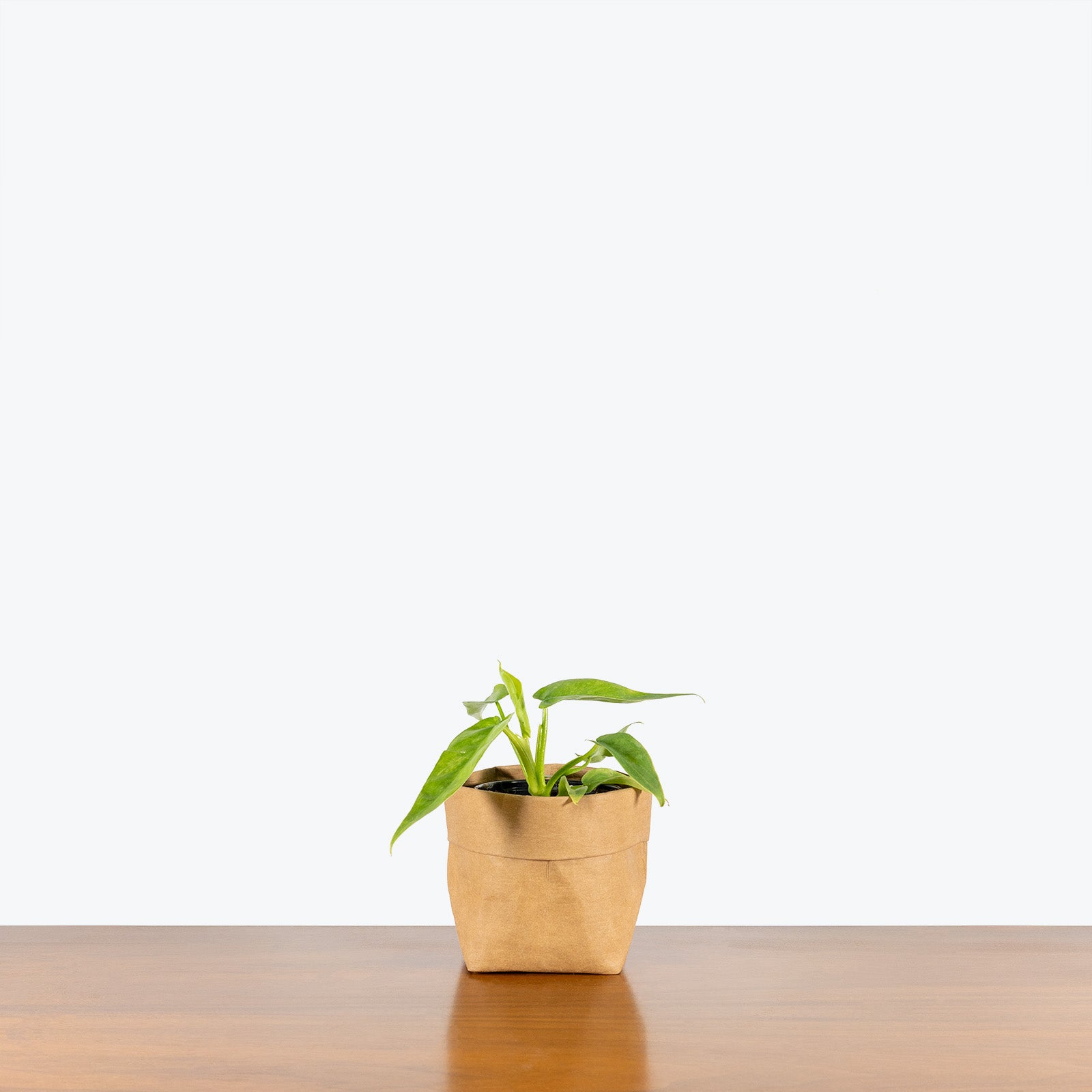 Philodendron Bob Cee Variegata | Care Guide and Pro Tips - Delivery from Toronto across Canada - JOMO Studio