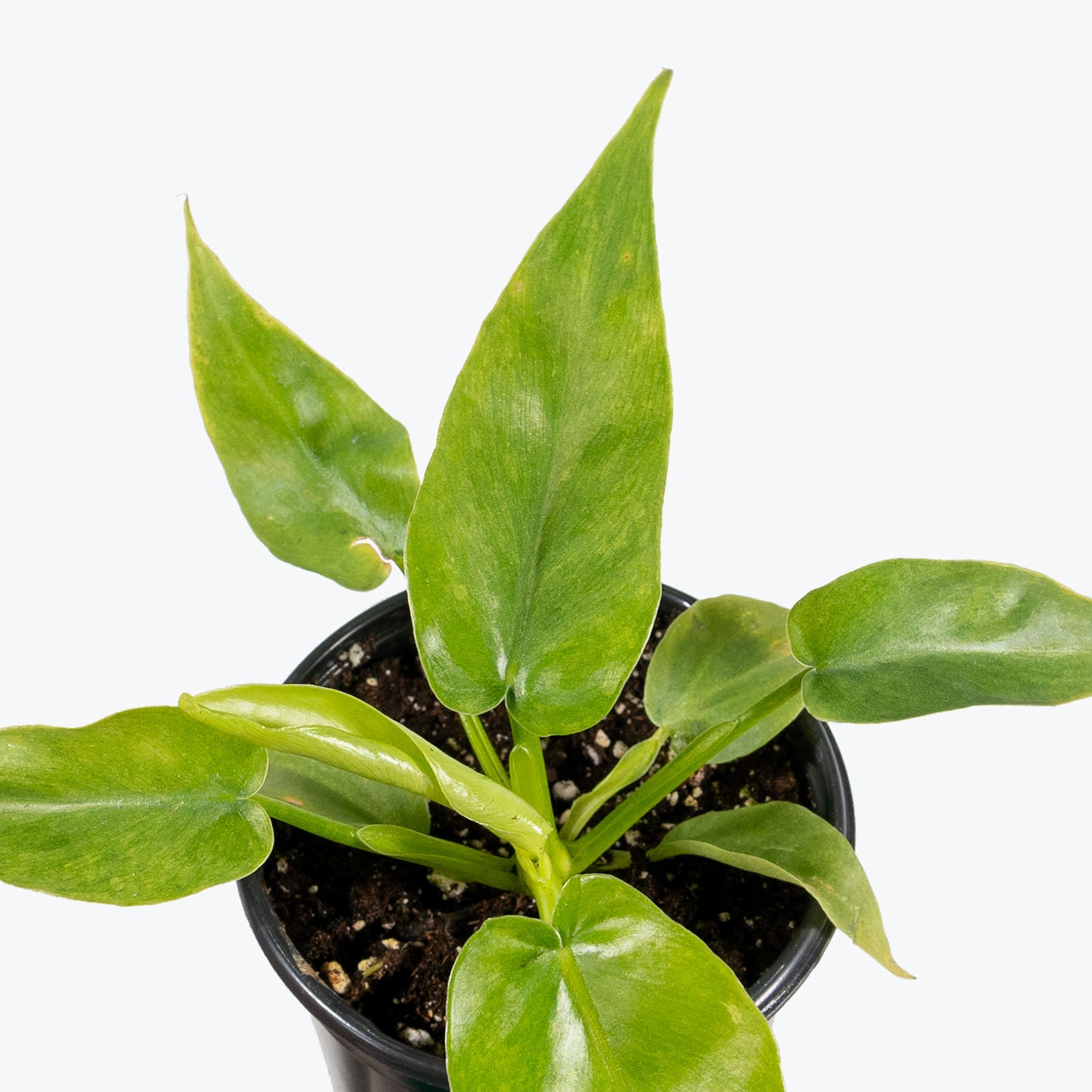 Philodendron Bob Cee Variegata | Care Guide and Pro Tips - Delivery from Toronto across Canada - JOMO Studio