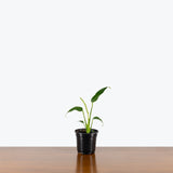 Monstera Burle Marx Flame — 4" Pot