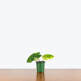 Philodendron Burle Marx Variegata - House Plants Delivery Toronto - JOMO Studio