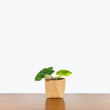 Philodendron Burle Marx Variegata - House Plants Delivery Toronto - JOMO Studio