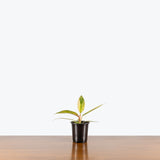 Philodendron Caramel Marble — 4" Pot