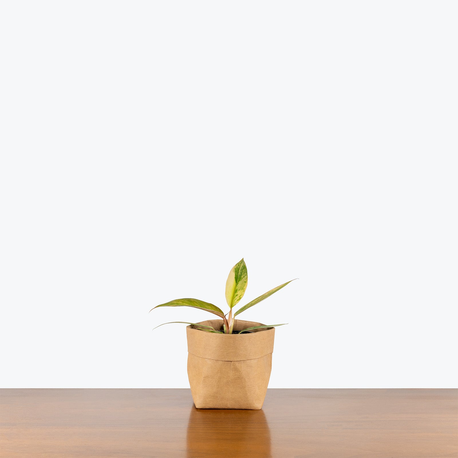 Philodendron Caramel Marble | Care Guide and Pro Tips - Delivery from Toronto across Canada - JOMO Studio