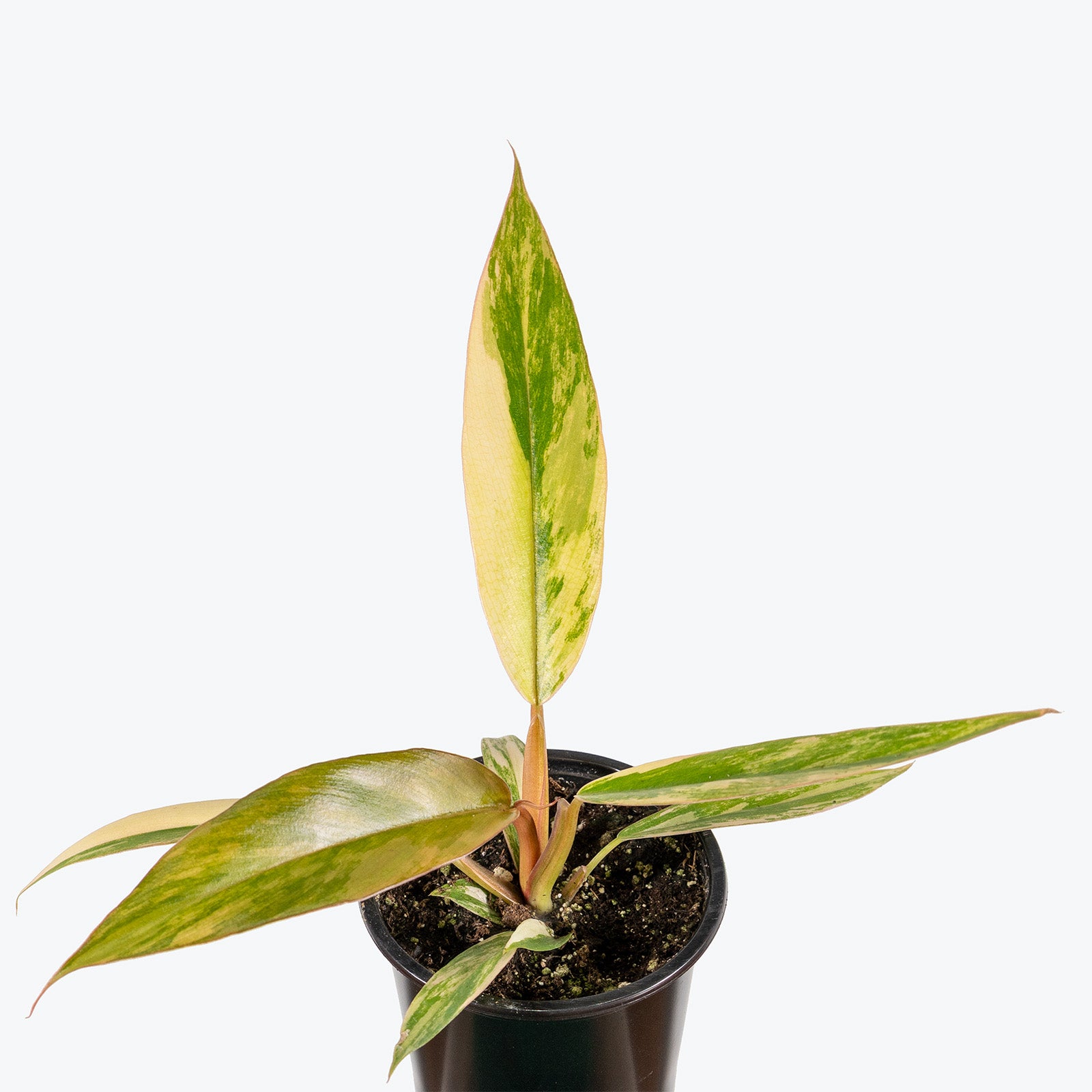 Philodendron Caramel Marble | Care Guide and Pro Tips - Delivery from Toronto across Canada - JOMO Studio