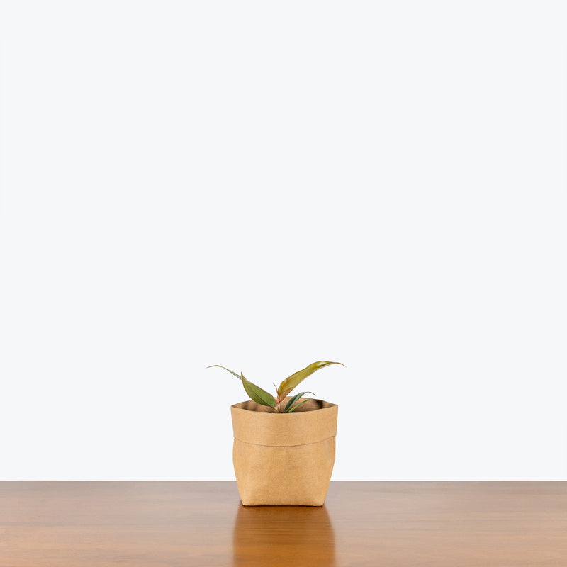 Philodendron Caramel Pluto - House Plants Delivery Toronto - JOMO Studio