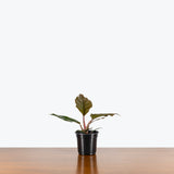 Philodendron Choco Empress — 4" Pot