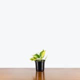 Philodendron Cream Splash — 4" Pot