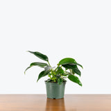 Philodendron Domesticum — 6" Pot