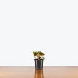 Philodendron El Choco Red — 4" Pot