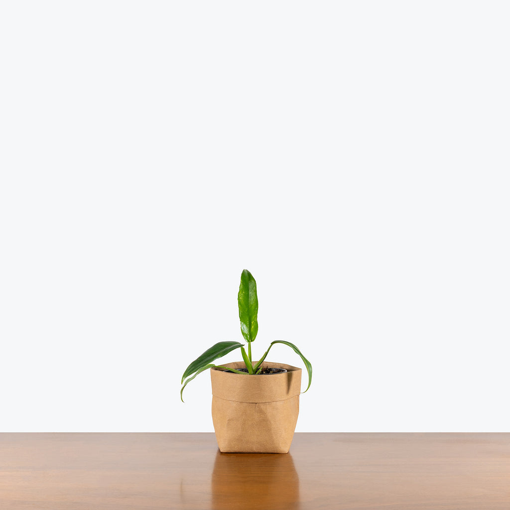 philodendron elegans k krause Philodendron Elegans | Care Guide and Pro Tips - Delivery from Toronto across Canada
